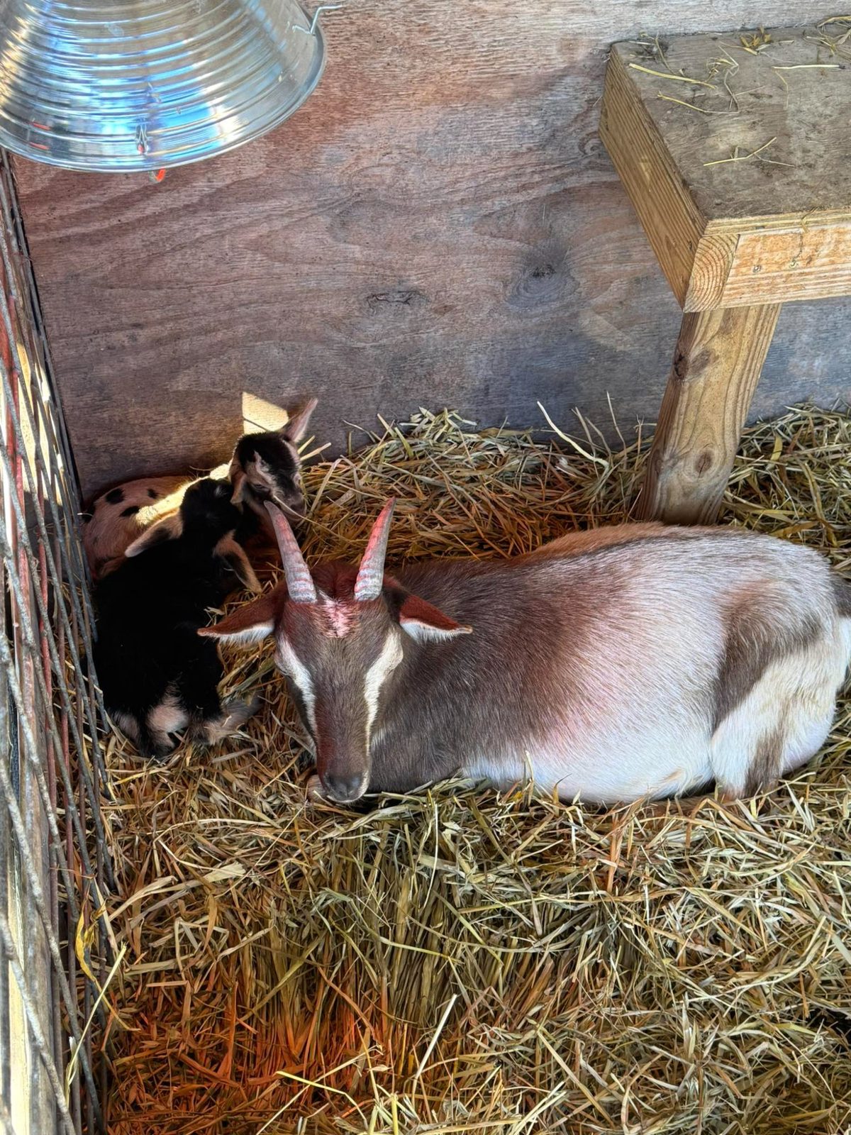 Goats